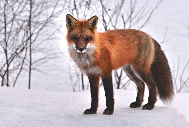 Quirky Fox Ornament