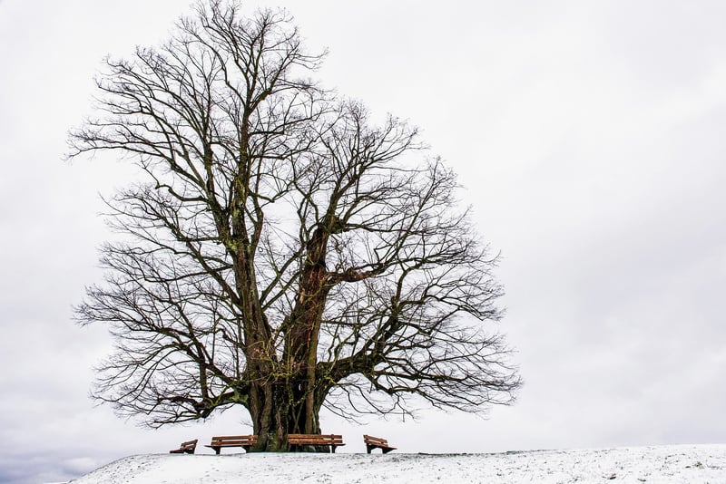 Magical Tree